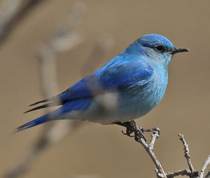 Western Bluebird New Mexico