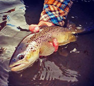 Chama River Brown Trout