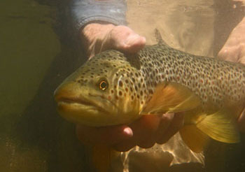 Underwater Brown Trout