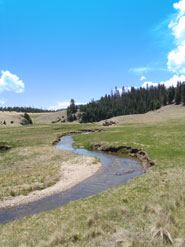 Valles Caldera In Spring