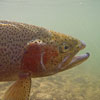 Male Rainbow Trout with a Kipe Jaw - San Juan River, New Mexico