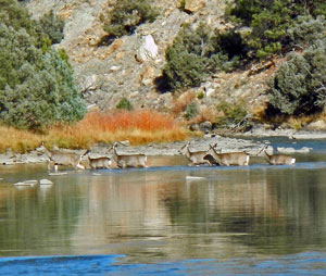 Chama NM Mule Deer