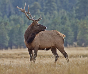 Large NM Bull Elk