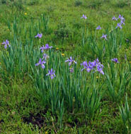 Wild Iris NM