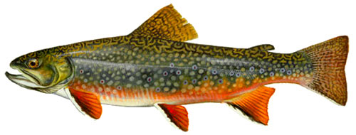 NM Brooktrout