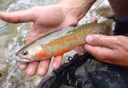 Rio Grande Cutthroat