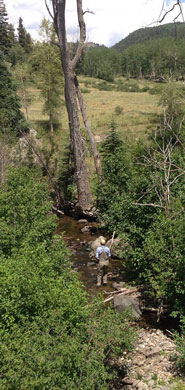 Wolf Creek Ranch NM