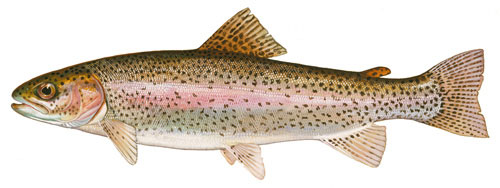 NM Rainbow Trout