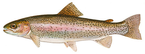 New Mexico Trout Species Rio Grande Cutthroat