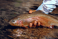 Rainbow Trout