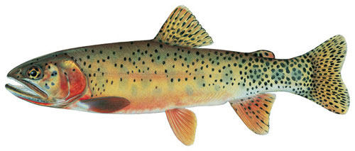 New Mexico Trout Species Rio Grande Cutthroat