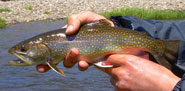 Brook Trout