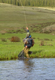 A Trout In The Net