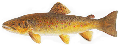 NM Browntrout