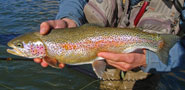 Rainbow Trout