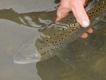 Releasing A Brown Trout
