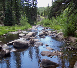 Fly Fishing a Beautiful Small Stream!