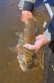 NM Rainbow Trout