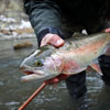 Wintertime - Chama River Rainbow Trout