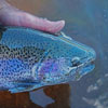Beautiful New Mexico Rainbow Trout