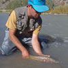 Letting a Wild Brown Trout Go - Northern New Mexico River