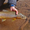 Good Looking Lower Chama River Brown Trout - Winter Fly Fishing in New Mexico